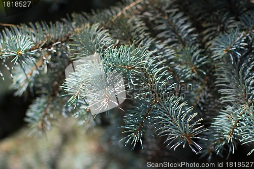 Image of fir branches