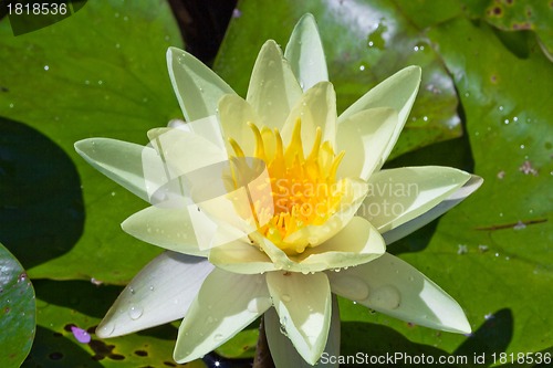 Image of white water lily