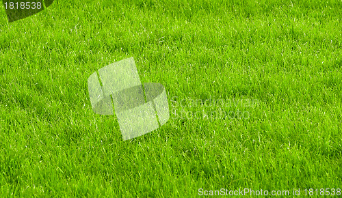 Image of green grass background