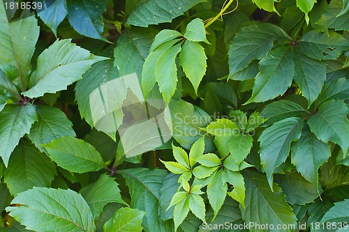 Image of green leaves background