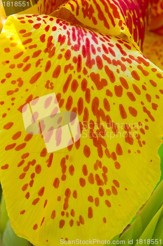 Image of Yellow petals. Background.