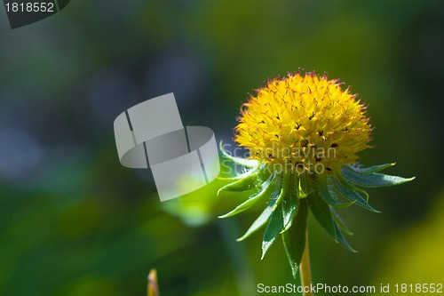 Image of Field of dandelions