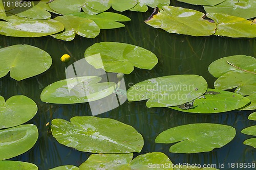 Image of water lilly blossoms in summer day