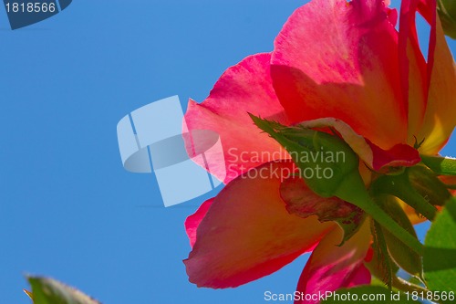 Image of wild rose flower