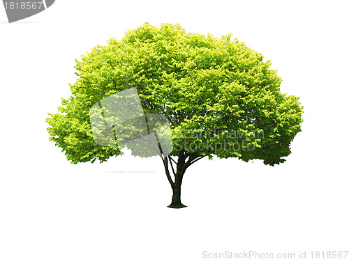 Image of Tree isolated against a white background
