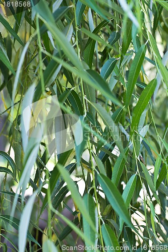 Image of green leaves background