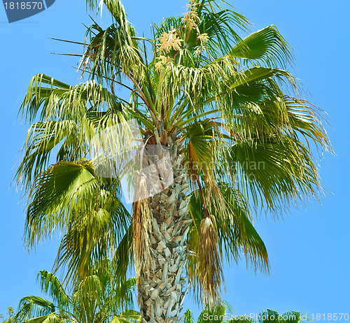 Image of Island Paradise - Palm trees