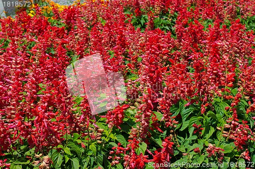 Image of Beautiful red flowers