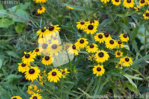 Image of background yellow flowers