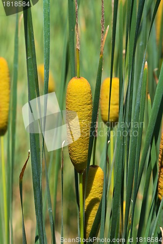 Image of Sugar cane plant