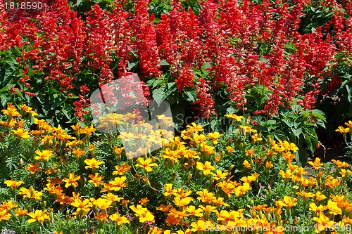 Image of Beautiful red and yellow flowers
