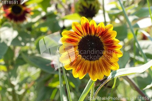 Image of Macro view of yellow flower