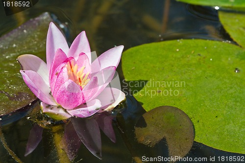 Image of water lily with lotus leaf on pond