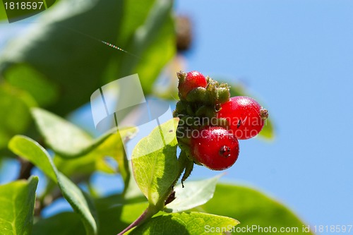 Image of Rowan Berries