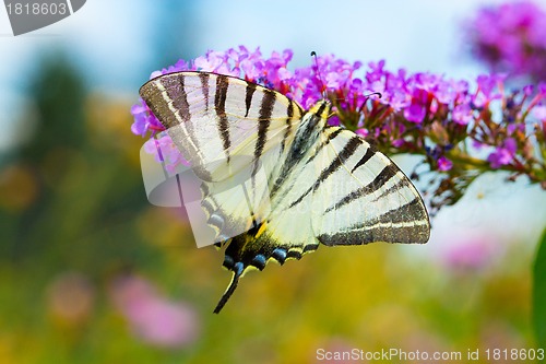 Image of A beautiful butterfly resting on a white flower