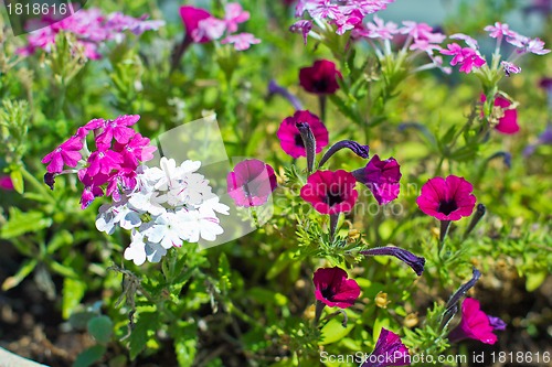 Image of Pretty manicured flower garden with colorful azaleas.