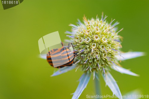 Image of lady bug