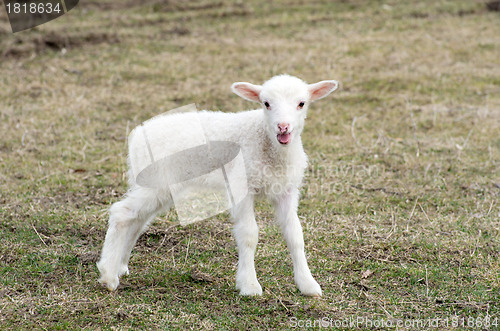 Image of  sheep 