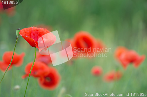 Image of red poppy 