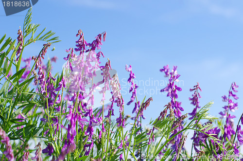 Image of spring flower 