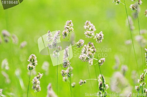 Image of  grass 