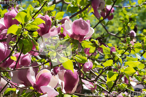 Image of magnolia 