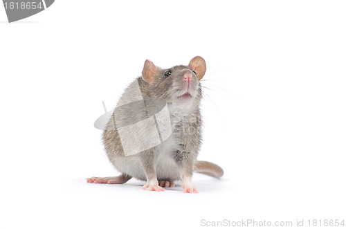 Image of rat 