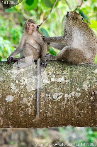 Image of monkey 