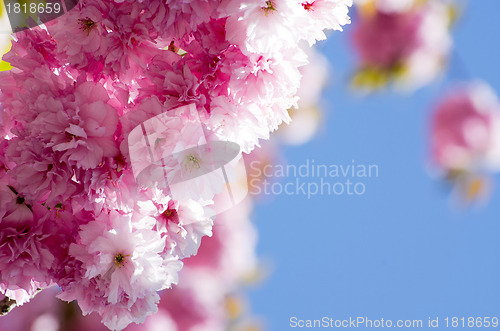 Image of  cherry flower    