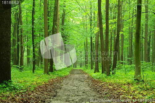 Image of  forest