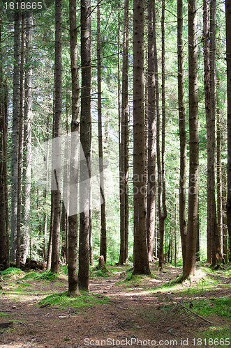 Image of  forest 