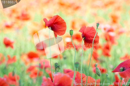 Image of red poppy 