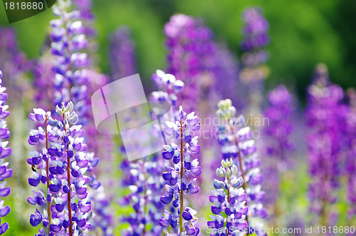 Image of  flower on the field