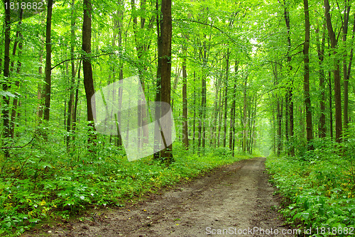 Image of  forest