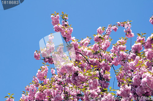 Image of  spring cherry flower    