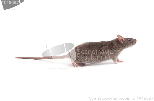 Image of rat 
