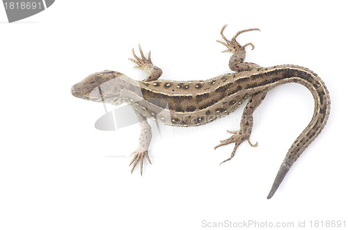 Image of  lizard 