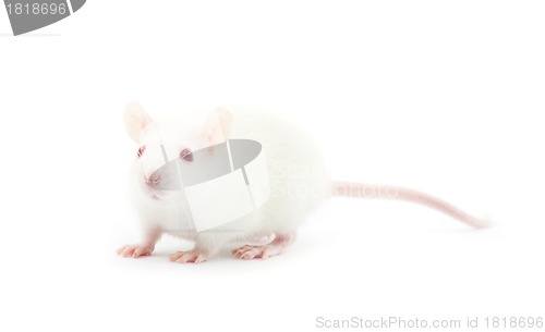 Image of rat 