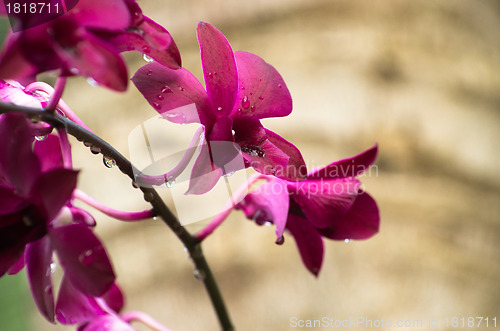 Image of orchid 