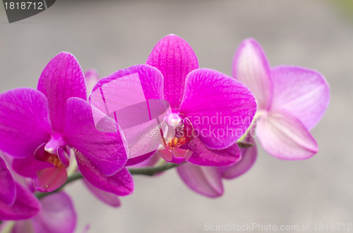 Image of orchid
