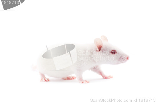 Image of white rat 