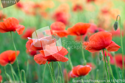 Image of  red poppy