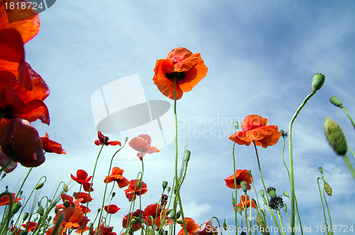 Image of  red poppy 