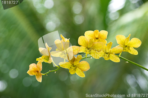 Image of orchid 
