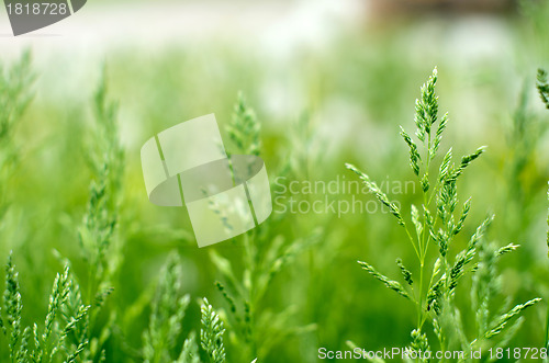 Image of grass 