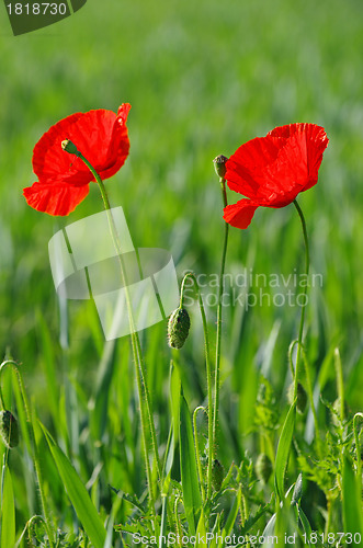 Image of  red poppy 
