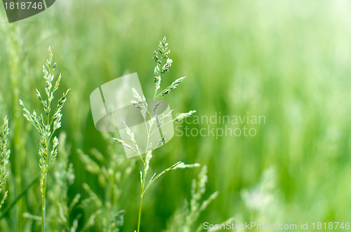Image of  green grass 
