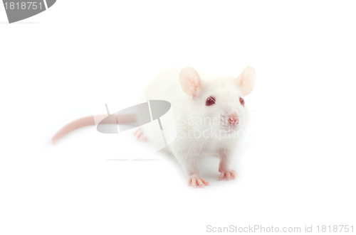 Image of white rat