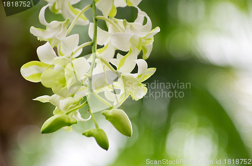 Image of  orchid 