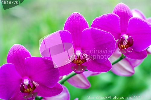 Image of  orchid 